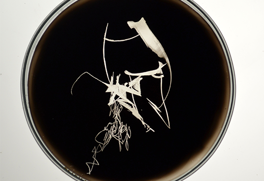 Bernard Moninot, La mémoire du vent, "Le vent Aimé" (détails), 2021, 1 des 40 boîtes de Petri de diamètre 10 cm © Bernard Moninot / ADAGP Paris (2022)